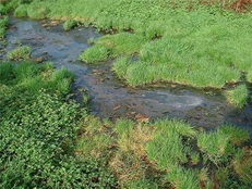 Sewage fungus in liquid on ground